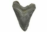 Fossil Megalodon Tooth - South Carolina #374678-2